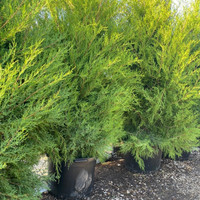 Eastern Red Cedar