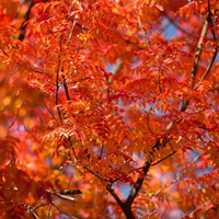 Chinese Pistache, vibrant red and orange autumn leaves on the tree branches.