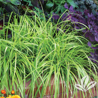 Carex made by here at Twin Oaks Nursery & Supply