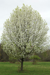 Cleveland Select Pear