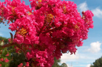 Crape Myrtle 'Country Red' made by here at Twin Oaks Nursery & Supply