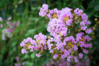Crape Myrtle 'Muskogee'