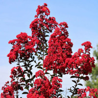 Crape Myrtle 'Double Dynamite'