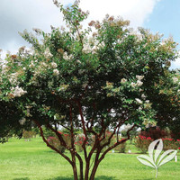 Crape Myrtle 'Natchez' made by here at Twin Oaks Nursery & Supply