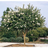  Crape Myrtles Twin Oaks Nursery & Supply