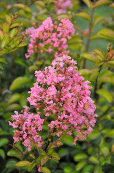 Crape Myrtle 'Sioux'