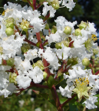 Sarah's Favorite Crape Myrtle made by here at Twin Oaks Nursery & Supply