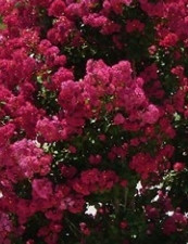 Crape Myrtle 'Centennial Spirit'