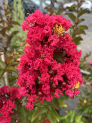 Crape Myrtle 'Centennial Spirit'