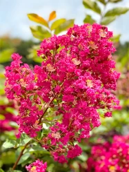  Crape Myrtles Twin Oaks Nursery & Supply