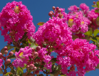 Crape Myrtle 'Tonto'