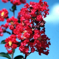 Crape Myrtle 'Victor'