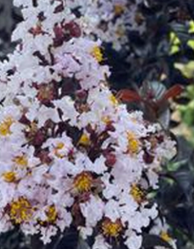 Thunderstruck White Flash Crape Myrtle made by here at Twin Oaks Nursery & Supply