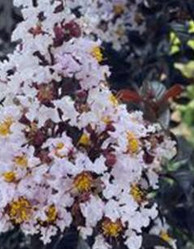 Thunderstruck White Flash Crape Myrtle, vibrant white and pink flowering shrub with yellow centers, lush green foliage in the background.