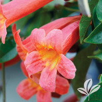 Tangerine Beauty Crossvine
