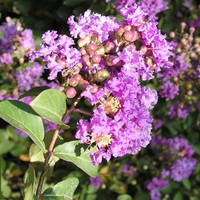Crape Myrtle 'Twilight'
