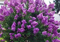 Crape Myrtle - Zuni is here at  Twin Oaks Nursery & Supply in Denison & Sherman Tx