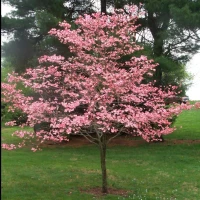 Pink Dogwood made by here at Twin Oaks Nursery & Supply