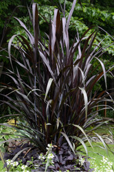 First Knight Fountain Grass made by here at Twin Oaks Nursery & Supply