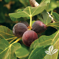 Fruiting Fig made by here at Twin Oaks Nursery & Supply