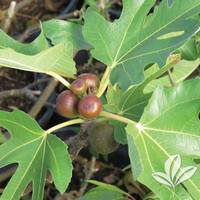 Fruiting Fig