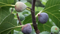 Fruiting Fig