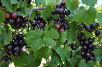 Grape - Muscadine made by here at Twin Oaks Nursery & Supply