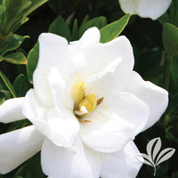 Jubilation Gardenia made by here at Twin Oaks Nursery & Supply