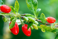 Goji Berry - 3 Gallon, close-up of ripe red and green goji berries on a bush with green leaves.