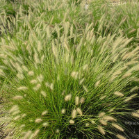 Dwarf Hamlin Fountain Grass made by here at Twin Oaks Nursery & Supply