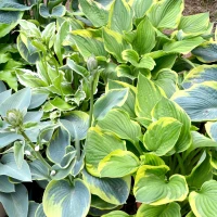 Hosta - Assorted made by here at Twin Oaks Nursery & Supply