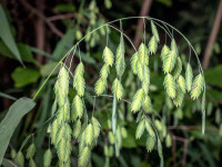 Inland Sea Oats