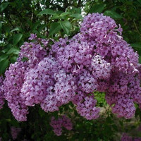 Purple Persian Lilac made by here at Twin Oaks Nursery & Supply