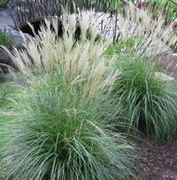 Maiden Grass