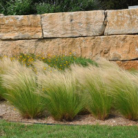 Mexican Feather Grass made by here at Twin Oaks Nursery & Supply