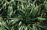 Dwarf Mondo Grass