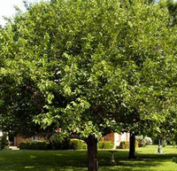 Fruitless Mulberry made by here at Twin Oaks Nursery & Supply
