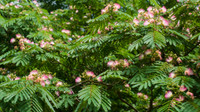 Mimosa