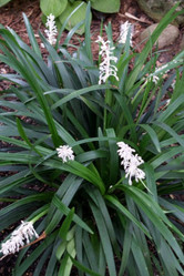 Crystal Falls Mondo Grass made by here at Twin Oaks Nursery & Supply