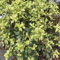 Goshiki Holly (Osmanthus) made by here at Twin Oaks Nursery & Supply