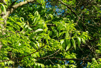 Pecan