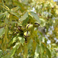 Pecan