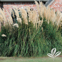 Pampas Grass
