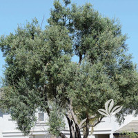 Olive Tree