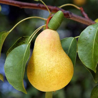 Fruiting Pear made by here at Twin Oaks Nursery & Supply