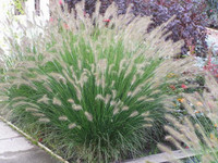 Piglet Fountain Grass made by here at Twin Oaks Nursery & Supply