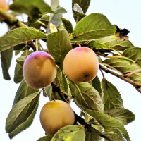 Plum