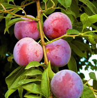 Plum, ripe purple and pink French Prune plums hanging on a tree branch among green leaves.
