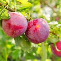 Plum