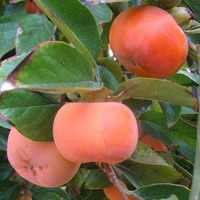 Persimmon, ripe orange persimmon fruits hanging on a tree surrounded by green leaves.